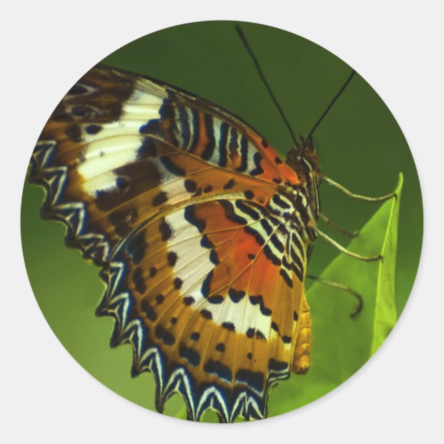 butterfly sitting on a leave classic round sticker (Front)