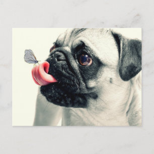 Butterfly Sitting on Pugs Tongue Postcard