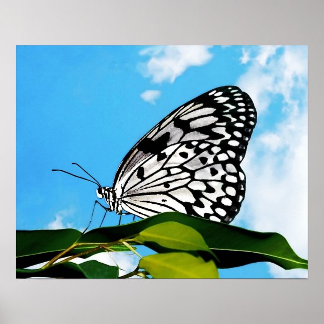 Butterfly & Sky Poster (Front)