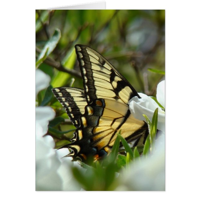 Butterfly Spring (Front)