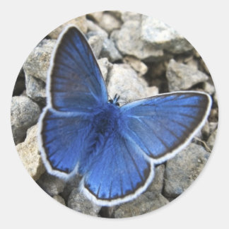 Butterfly Sticker