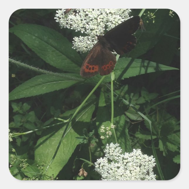 Butterfly Sticker (Front)