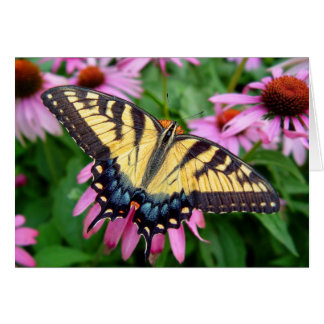 Butterfly Tiger Swallowtail