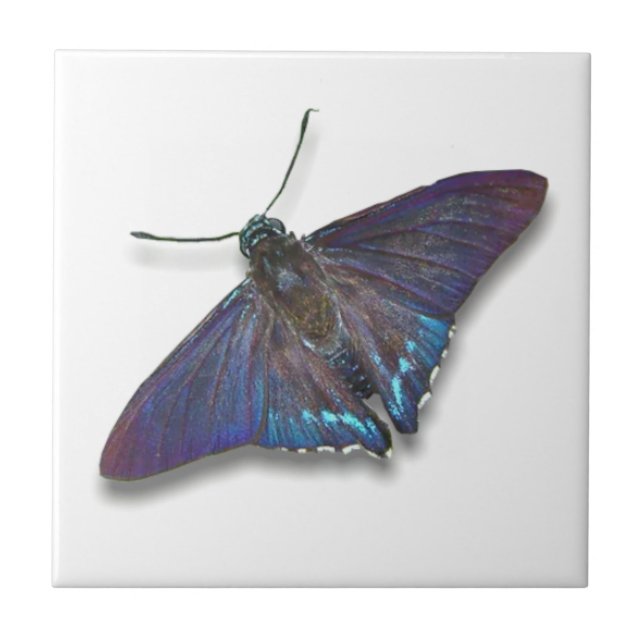 Butterfly Tile - Mangrove Skipper (Front)