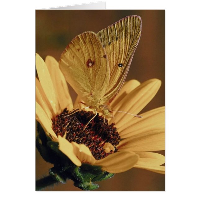 Butterfly to Flower Card (Front)