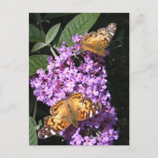 Butterfly Twins ~ postcard
