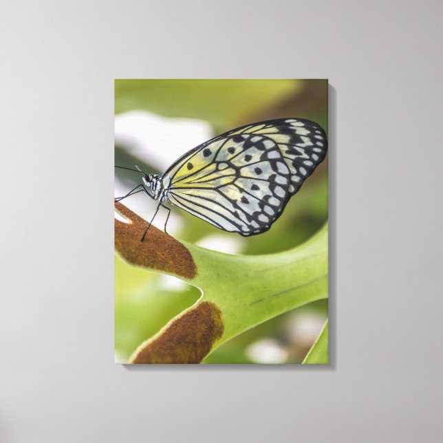 Butterfly up close canvas print (Front)