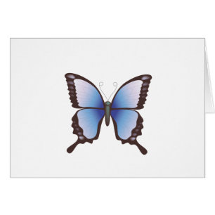 Butterfly: Vector Illustration: