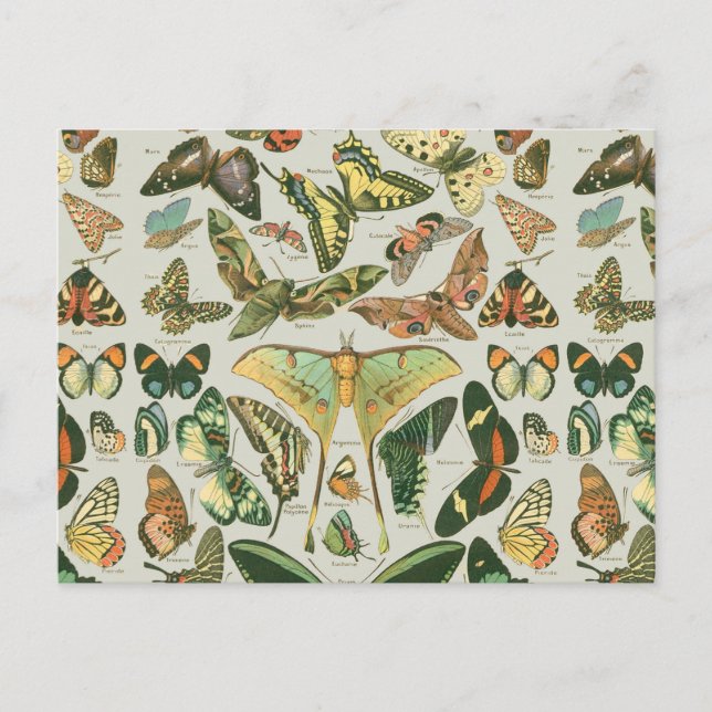 Butterfly Vintage Antique Butterflies Art Postcard (Front)
