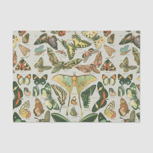 Butterfly Vintage Antique Butterflies Art Tissue Paper (Front)