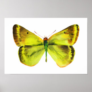 Butterfly Watercolor Painting Poster