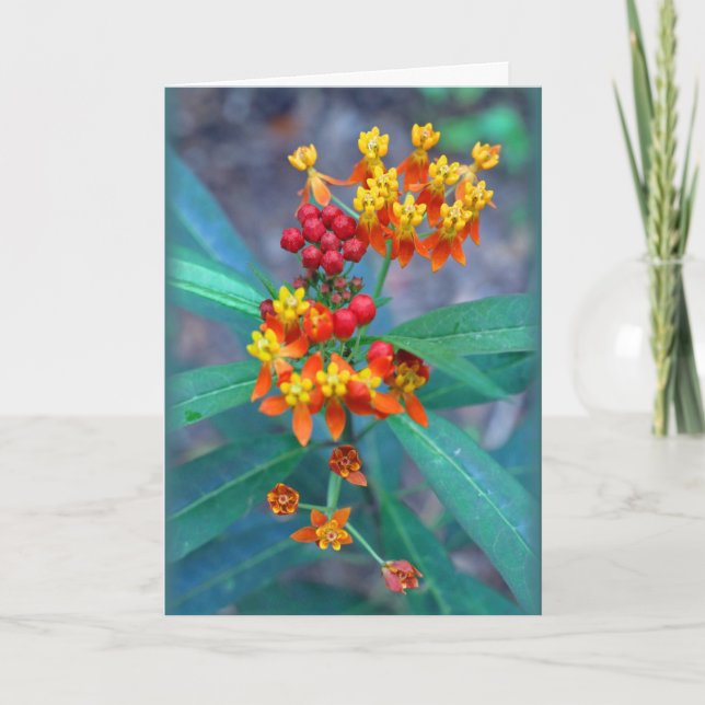 "Butterfly weed" Card (Front)