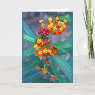 "Butterfly weed" Card