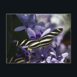 BUTTERFLY WILD LIFE INSECT POSTCROSSING POSTCARD<br><div class="desc">POSTCARD BUTTERFLY WILD LIFE INSECT POSTCROSSING</div>