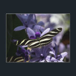 BUTTERFLY WILD LIFE INSECT POSTCROSSING POSTCARD<br><div class="desc">POSTCARD BUTTERFLY WILD LIFE INSECT POSTCROSSING</div>