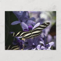 BUTTERFLY WILD LIFE INSECT POSTCROSSING