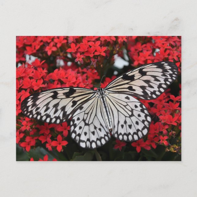 butterfly wings postcard (Front)