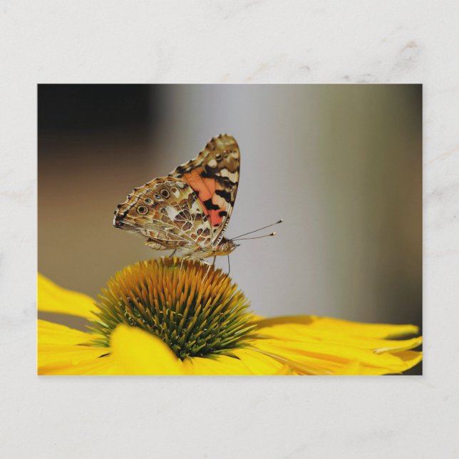 Butterfly Yellow Floral Photo Postcard (Front)
