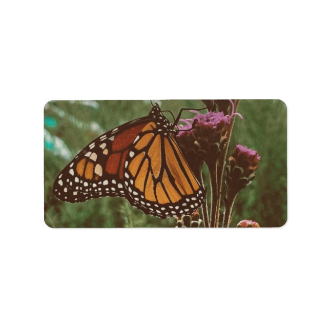 butterflys orange  label (Front)