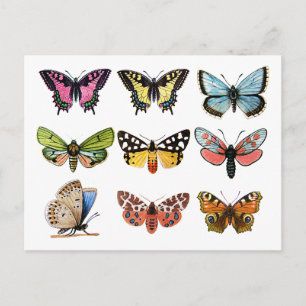 Butterfly's . postcard