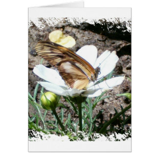 Butterly sur la fleur