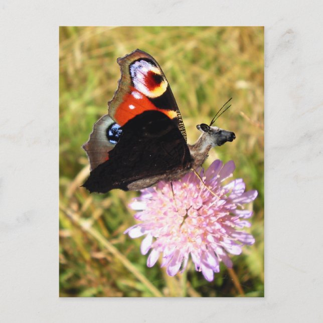 Buttermoose Postcard (Front)