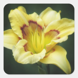 Buttery Yellow - Daylily Square Sticker