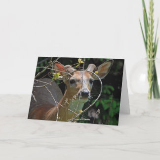 Button Buck 7 x 5 Folded Greeting Card - blank