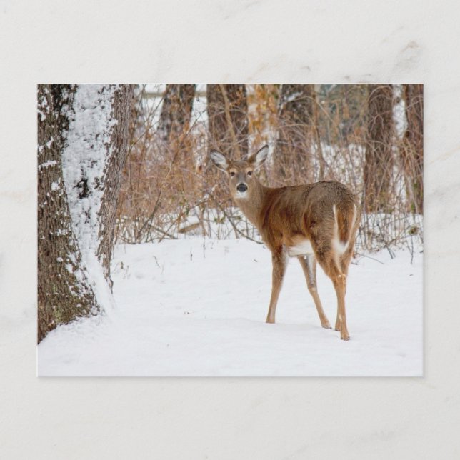 Button Buck Deer in Winter White Snowy Field Postcard (Front)