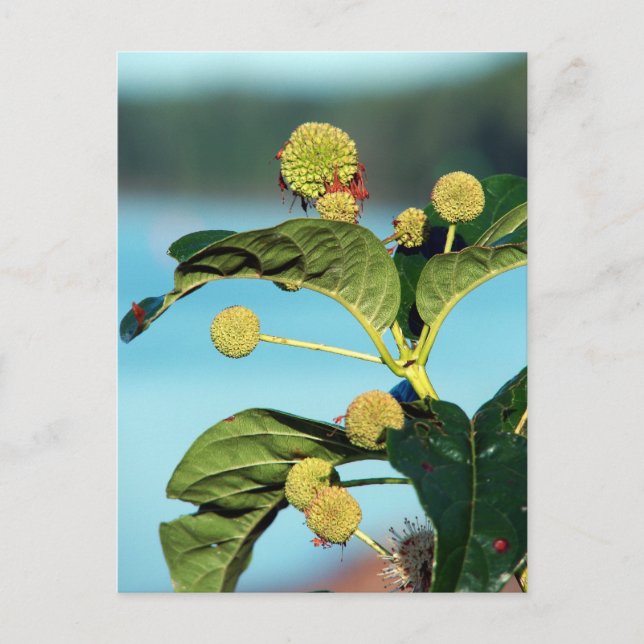 Button Bush on Mississippi River Postcard (Front)