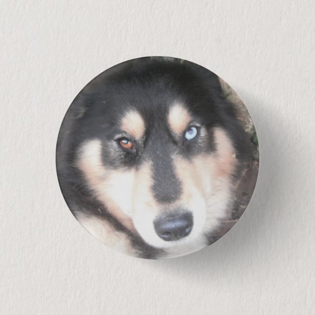 Button Husky One Blue Eye One Brown Eye (Front)