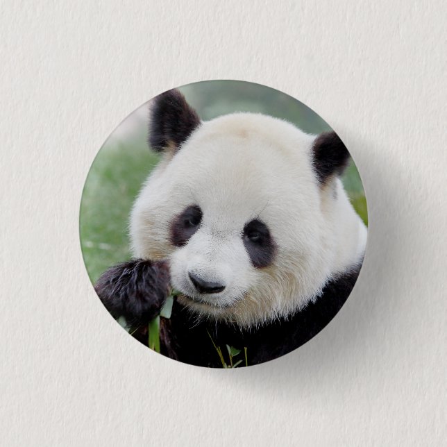 Button Photo giant panda , animals 0039. (Front)