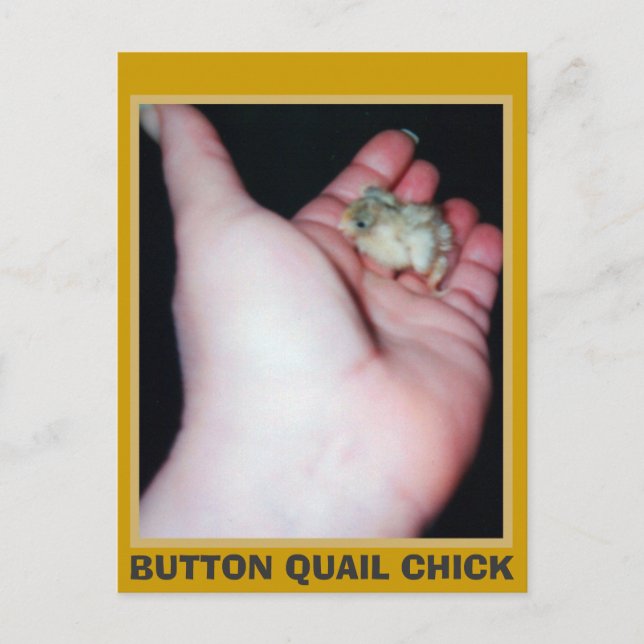 BUTTON QUAIL CHICK POSTCARD (Front)
