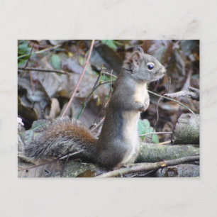 Button the Douglas Squirrel Postcard