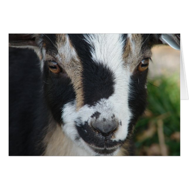 Buttons (Front Horizontal)