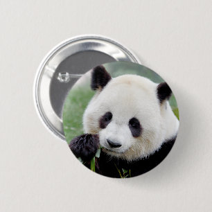 Buttons giant panda. Panda geant.