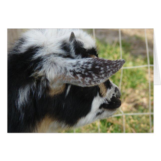 Buttons Looking Out (Front Horizontal)