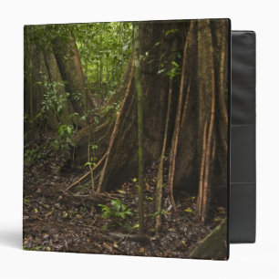 Buttress Roots. Rainforest, Mapari Rupununi, Binder