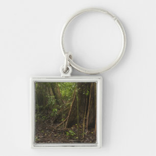Buttress Roots. Rainforest, Mapari Rupununi, Keychain