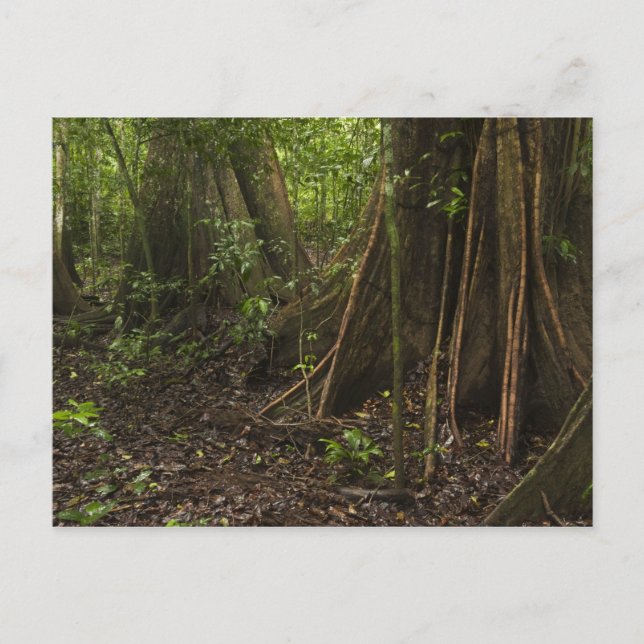 Buttress Roots. Rainforest, Mapari Rupununi, Postcard (Front)