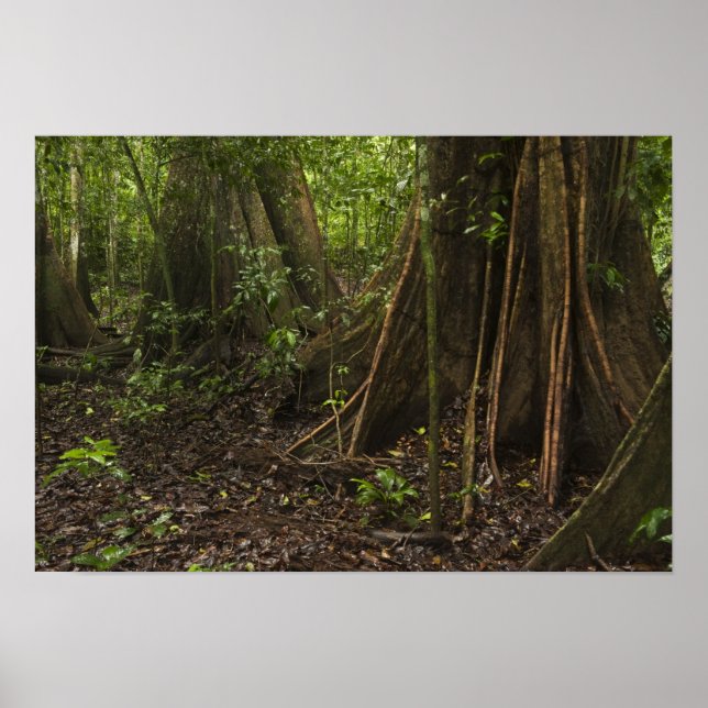 Buttress Roots. Rainforest, Mapari Rupununi, Poster (Front)