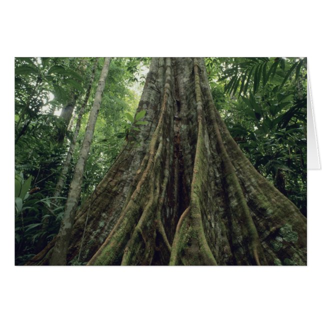 Buttressed tree in rainforest, Corcovado (Front Horizontal)
