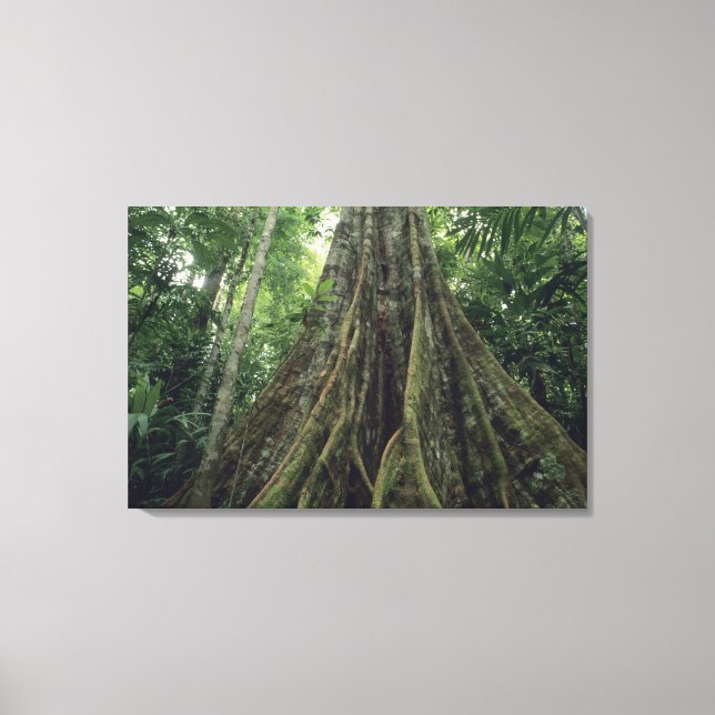 Buttressed tree in rainforest, Corcovado Canvas Print (Front)