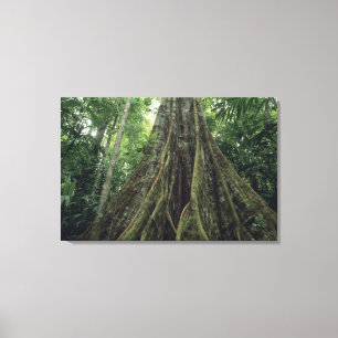 Buttressed tree in rainforest, Corcovado Canvas Print