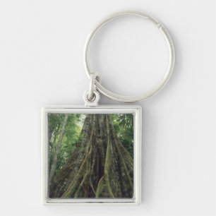 Buttressed tree in rainforest, Corcovado Keychain