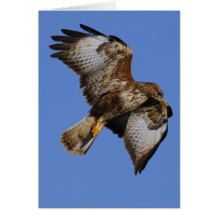 Buzzard 2