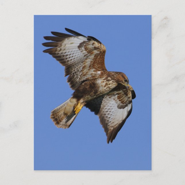 Buzzard  2 postcard (Front)