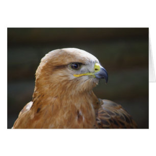 Buzzard à pattes longues