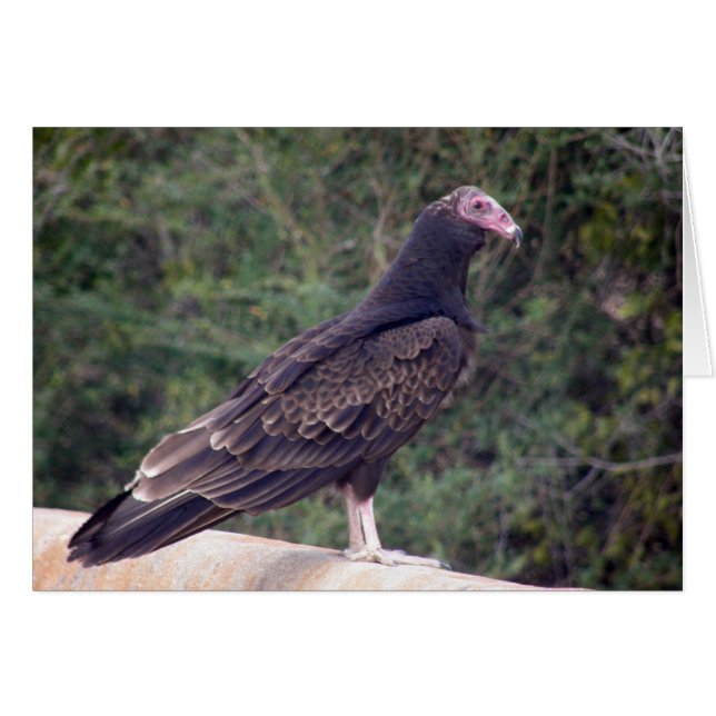 Buzzard - Glad you're feeling better (Front Horizontal)