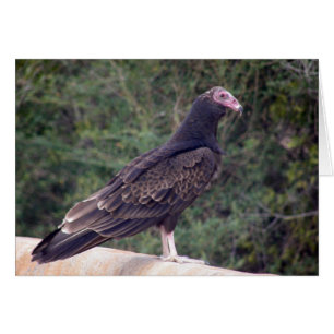 Buzzard - heureux vous vous sentez mieux